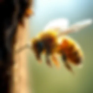 Notable Effective Strategies for Bee Removal in Carrollton, TX Notable Effective Strategies for Bee Removal in Carrollton, TX