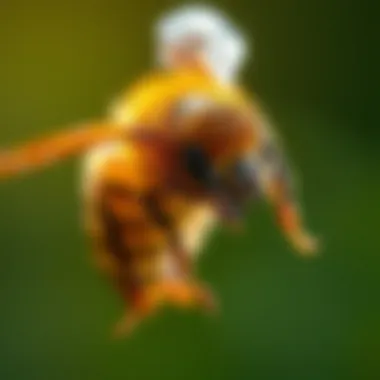 Effective Strategies for Bee Removal in Carrollton, TX Summary Effective Strategies for Bee Removal in Carrollton, TX Summary