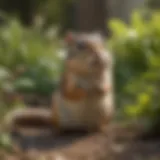 A close-up of a chipmunk in a garden setting