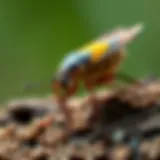 Effective Strategies for Eliminating Stink Bugs Introduction