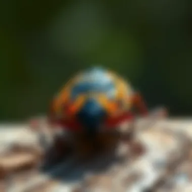 Notable Effective Strategies for Eliminating Stink Bugs Notable Effective Strategies for Eliminating Stink Bugs