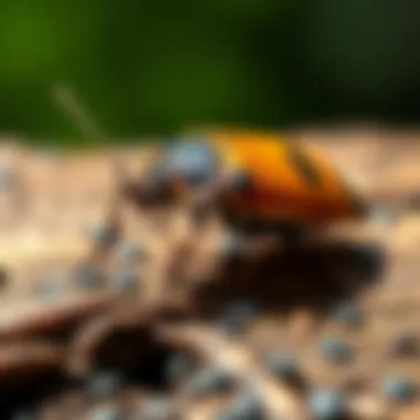 Effective Strategies for Eliminating Stink Bugs Summary Effective Strategies for Eliminating Stink Bugs Summary