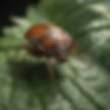 Close-up of a tick on a leaf