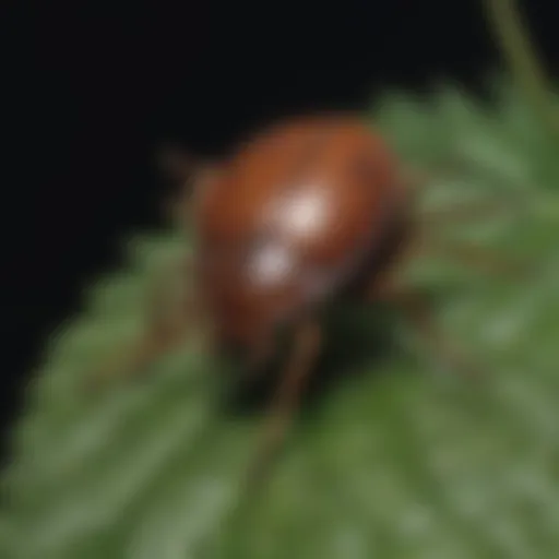 Close-up of a tick on a leaf.