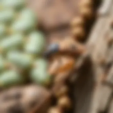 Eco-Friendly Treatments for Stink Bugs Eco-friendly treatment options for pests