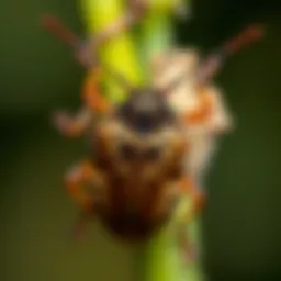 Visual guide to identifying stink bugs