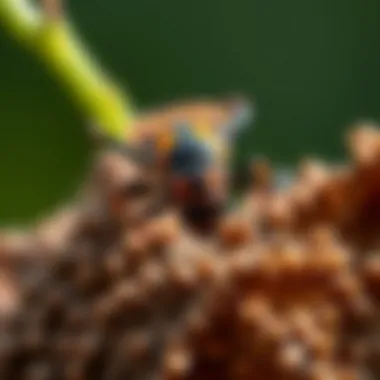 Long-Term Management of Stink Bugs Long-term strategies for managing stink bugs