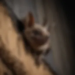Close-up of bat roosting in siding