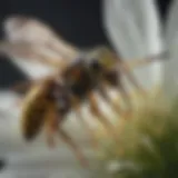 Close-up of a wasp on a flower, highlighting its distinctive features