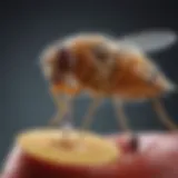 A close-up view of a homemade fruit fly trap using apple cider vinegar.