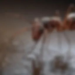 Close-up view of a crazy ant on a surface showing its distinctive features