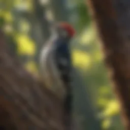 Woodpecker perched on a tree