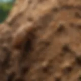 Close-up of a termite mound showcasing the intricate structure and activity