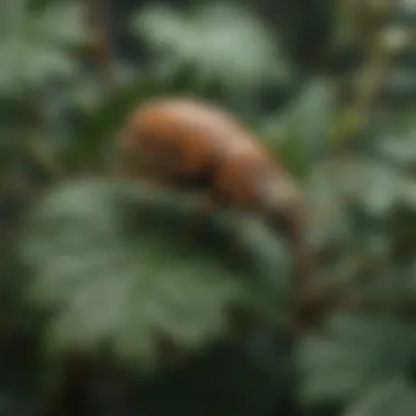 Close-up view of eplings pests on foliage