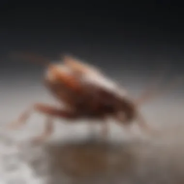 Cockroach interaction with baking soda