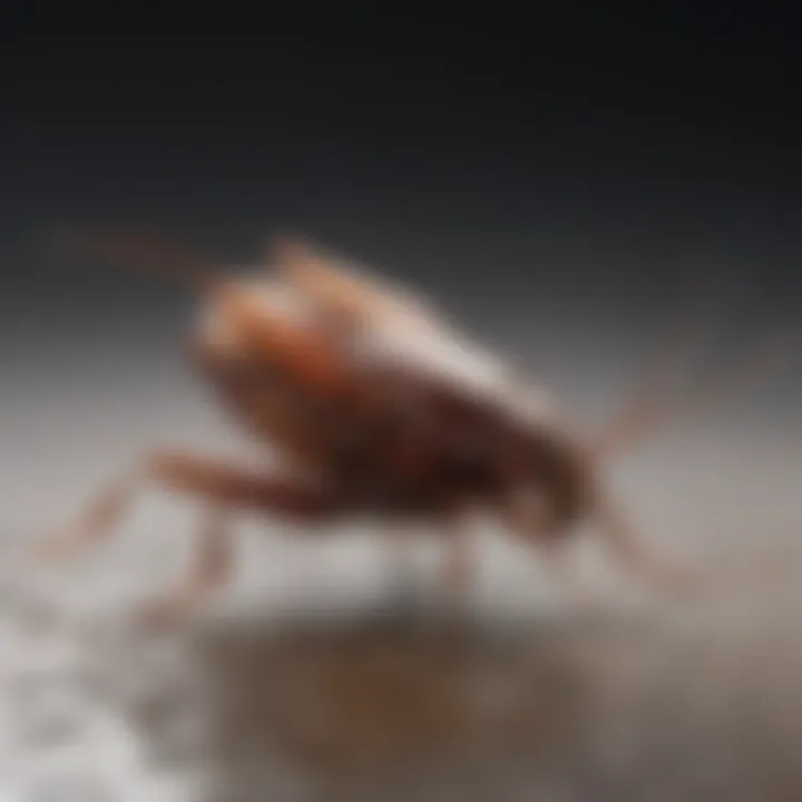 Cockroach interaction with baking soda