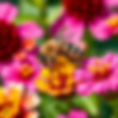 Close-up of honey bee on vibrant local flowers