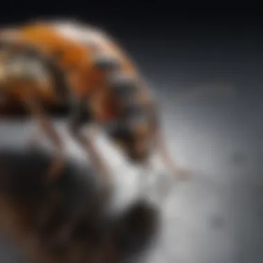 Illustration of pest identification techniques