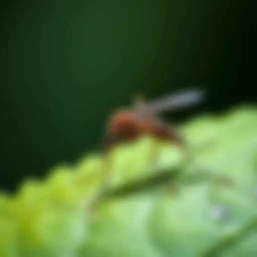 Mosquito Habitat in Lexington Close-up of a mosquito on a leaf in Lexington