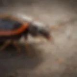Common pests found in residential areas