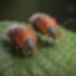 Close-up view of shield bugs on a leaf