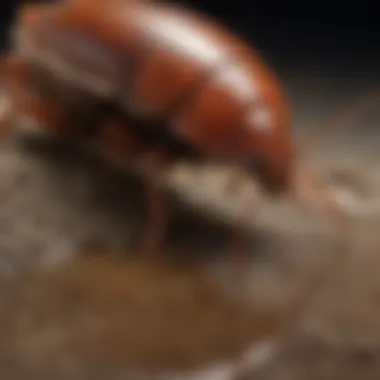 Environmental strategies for reducing cockroach populations