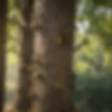 Wasp removal pole in action targeting a nest in a tree