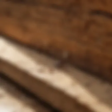 Homeowner inspecting wood for termites