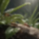 Close-up view of gnats swarming around a plant