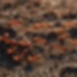 Close-up view of a fire ant colony in Oregon