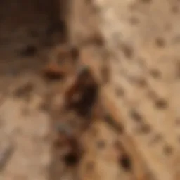 Close-up view of wood infested by termites