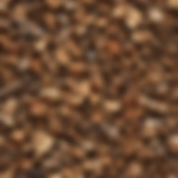 Illustration of various wood-destroying organisms