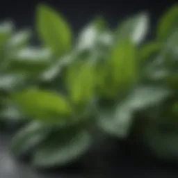 Fresh peppermint leaves showcasing their vibrant green color and texture.