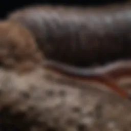 Close-up of a house millipede on a surface