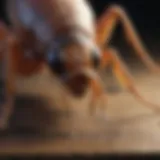 Close-up view of a flea on a wooden surface