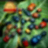 An array of colorful beetles on a leaf showcasing their diverse patterns