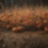 Illustration of imidacloprid molecules interacting with termite nervous system