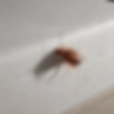 Step-by-step installation guide for a bed bug proof mattress cover on a twin XL bed.