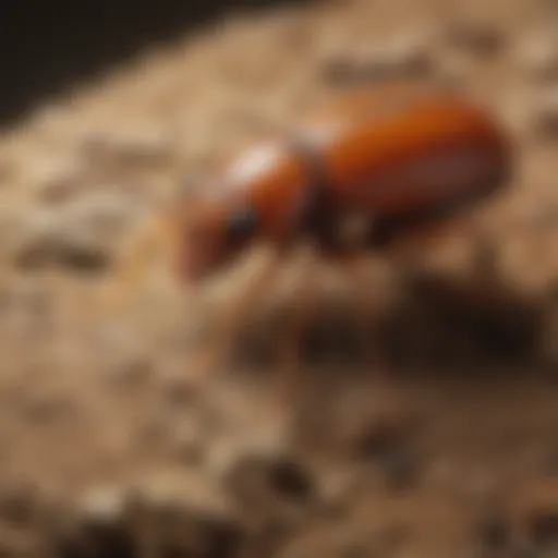 Close-up of a termite in its natural habitat.