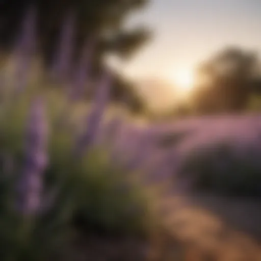 Lavender flowers blooming in a natural setting