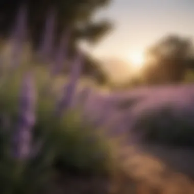 The Beauty of Lavender in Nature Lavender flowers blooming in a natural setting