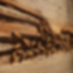 Close-up of termite damage on wood