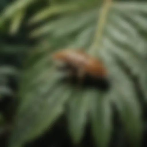 Close-up view of Murray pest on a leaf