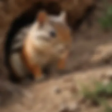 Chipmunk Inspecting a Burrow A close-up of a chipmunk inspecting a burrow entrance.