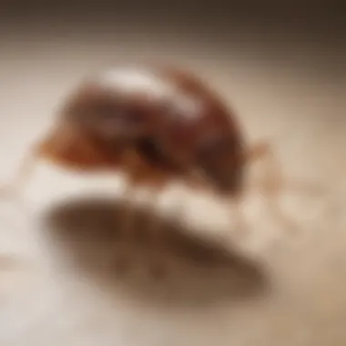 User applying Ortho bed bug traps in a home