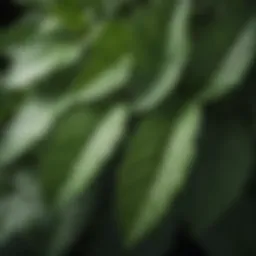 Close-up of peppermint leaves showing their vibrant green color and texture