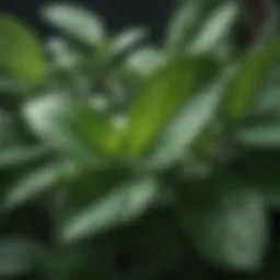 Peppermint plant leaves showcasing its lush green color and distinctive shape