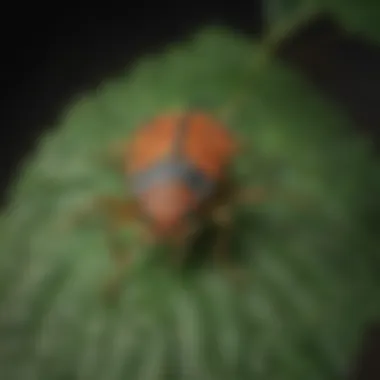 Close-up of a stink bug on a leaf