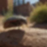 A close-up view of a common pest found in Flagstaff