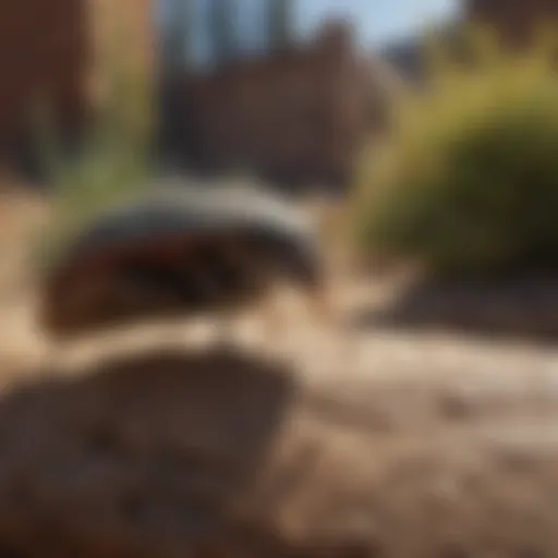 A close-up view of a common pest found in Flagstaff